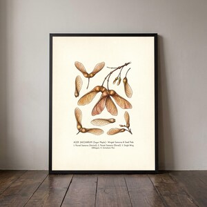 May include: A framed botanical print featuring detailed illustrations of Acer saccharum, or sugar maple, winged samaras and seed pods in shades of brown and tan. The text reads: ACER SACCHARUM (Sugar Maple) - Winged Samaras & Seed Pods.