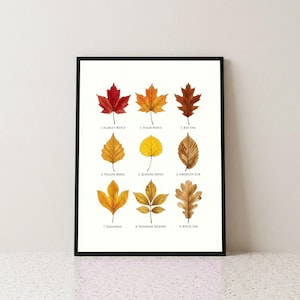May include: A framed botanical print featuring nine watercolour illustrations of autumn leaves arranged in a grid. Each leaf is labelled with its name: Scarlet Maple, Sugar Maple, Red Oak, Yellow Birch, Quaking Aspen, American Elm, Sassafras, Shagbark Hickory, and White Oak.
