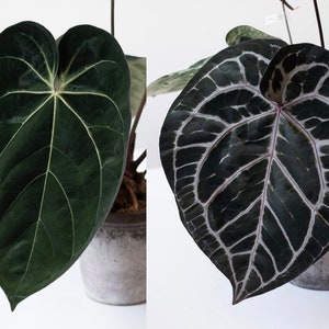Anthurium (carlablackiae X Papillilaminum F2) X Tezula Anthurium