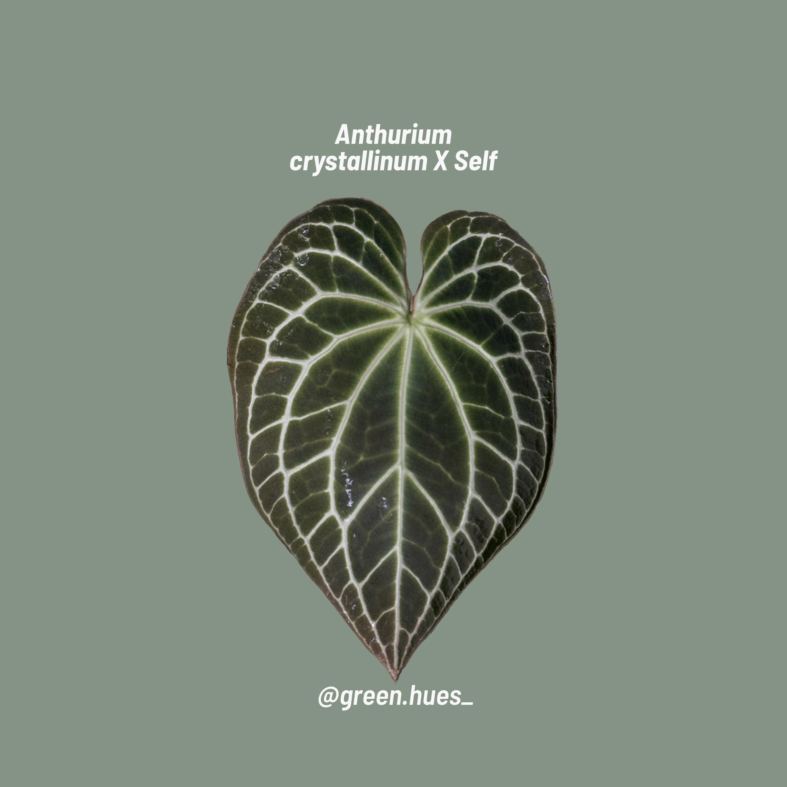 alocasia amazonica gre ALOCASIA AMAZONICA online kaufen bei potflourri
