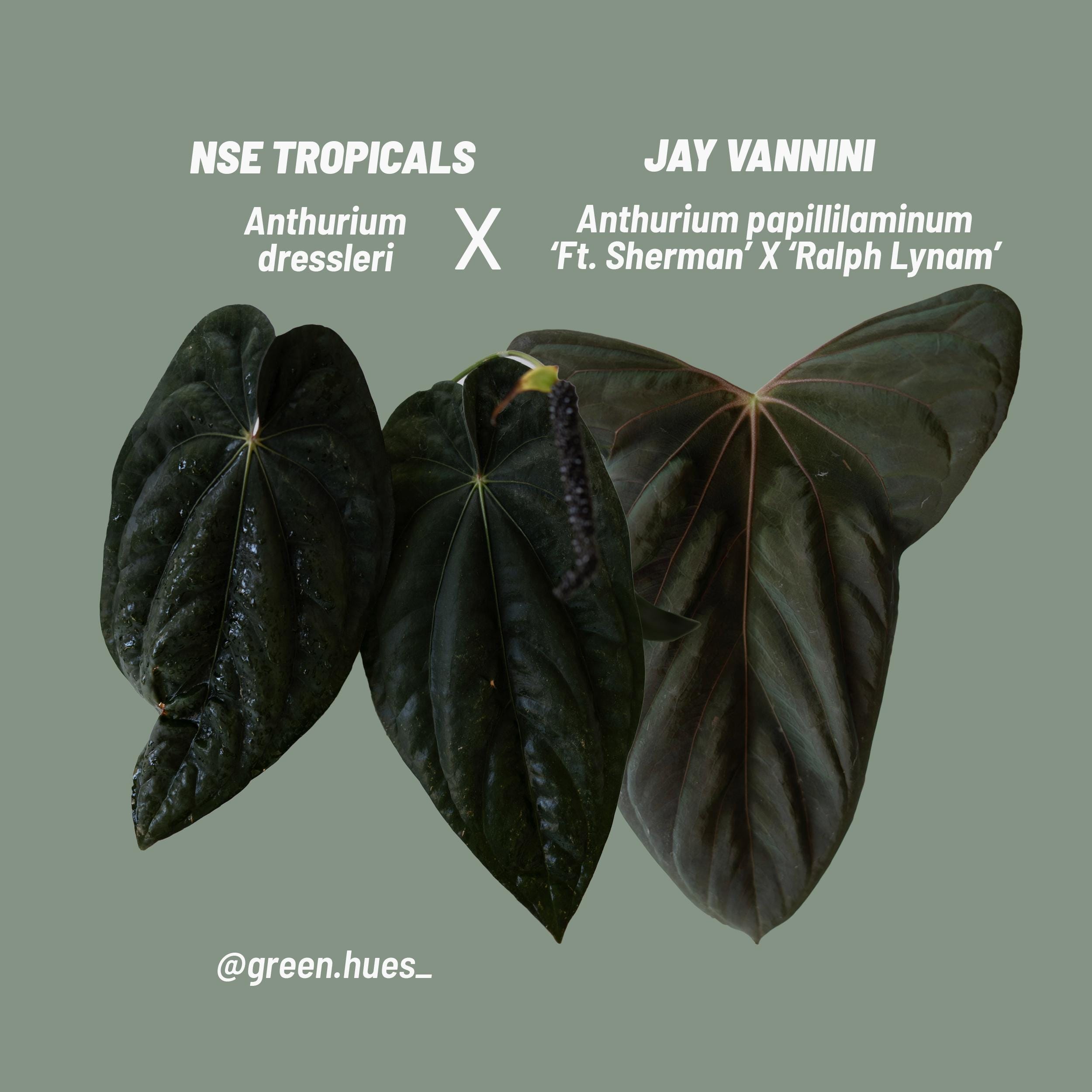 Anthurium dressleri - NSE Tropicals