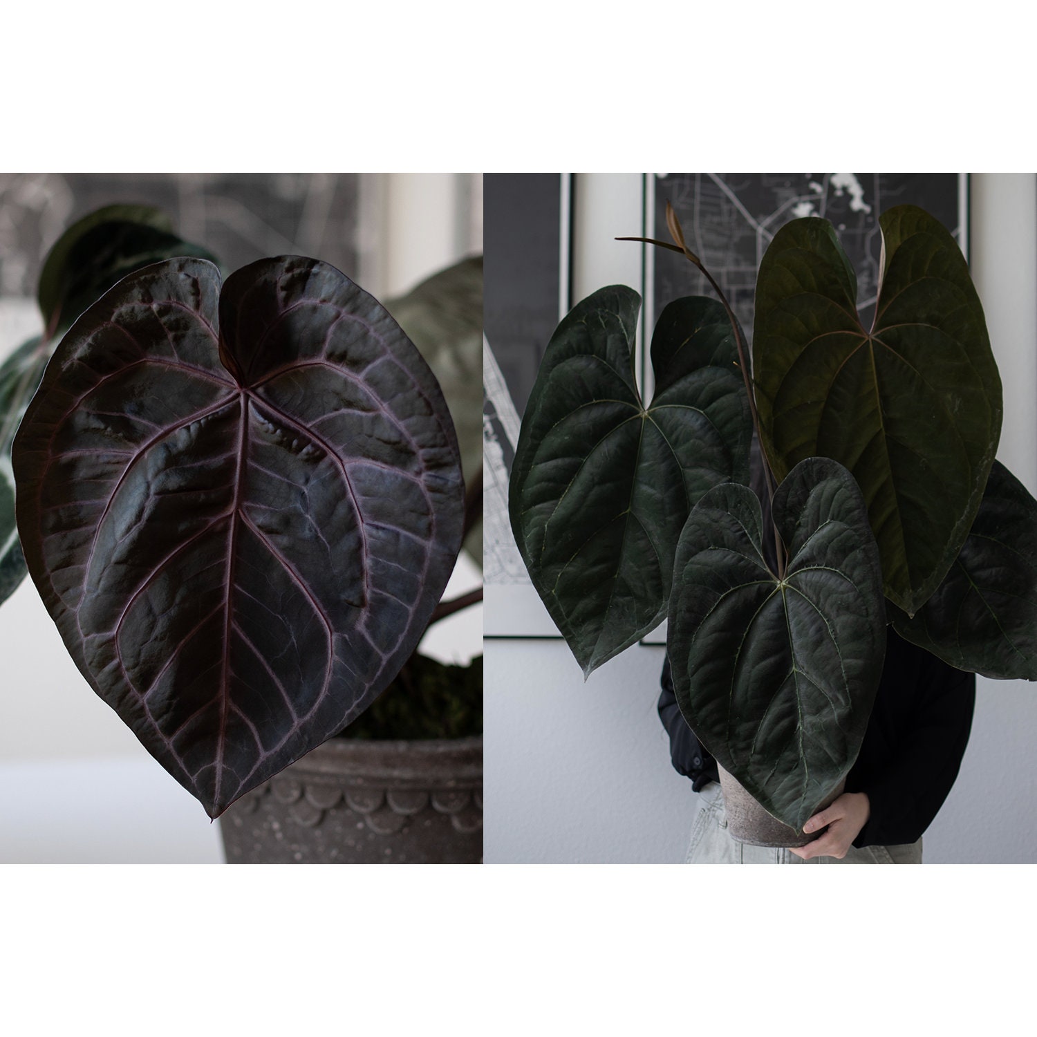 Tezula Anthurium Red Crystallinum X (tezula Anthurium Ace of