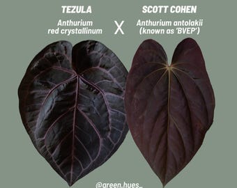 Anthurium Dorayaki X Tezula Anthurium Red Crystallinum
