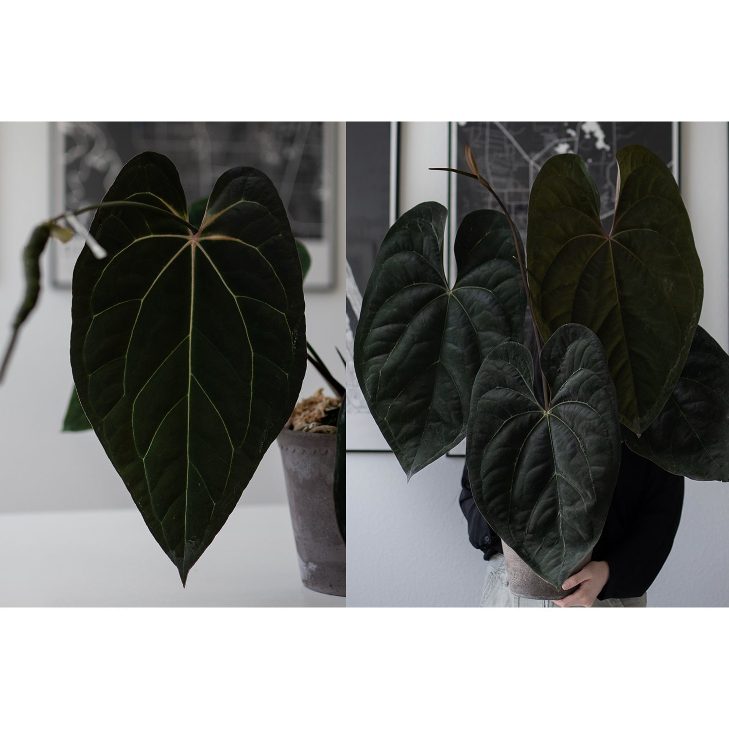 A. NOID X (Tezula Anthurium AOS dark form X Scott Cohen