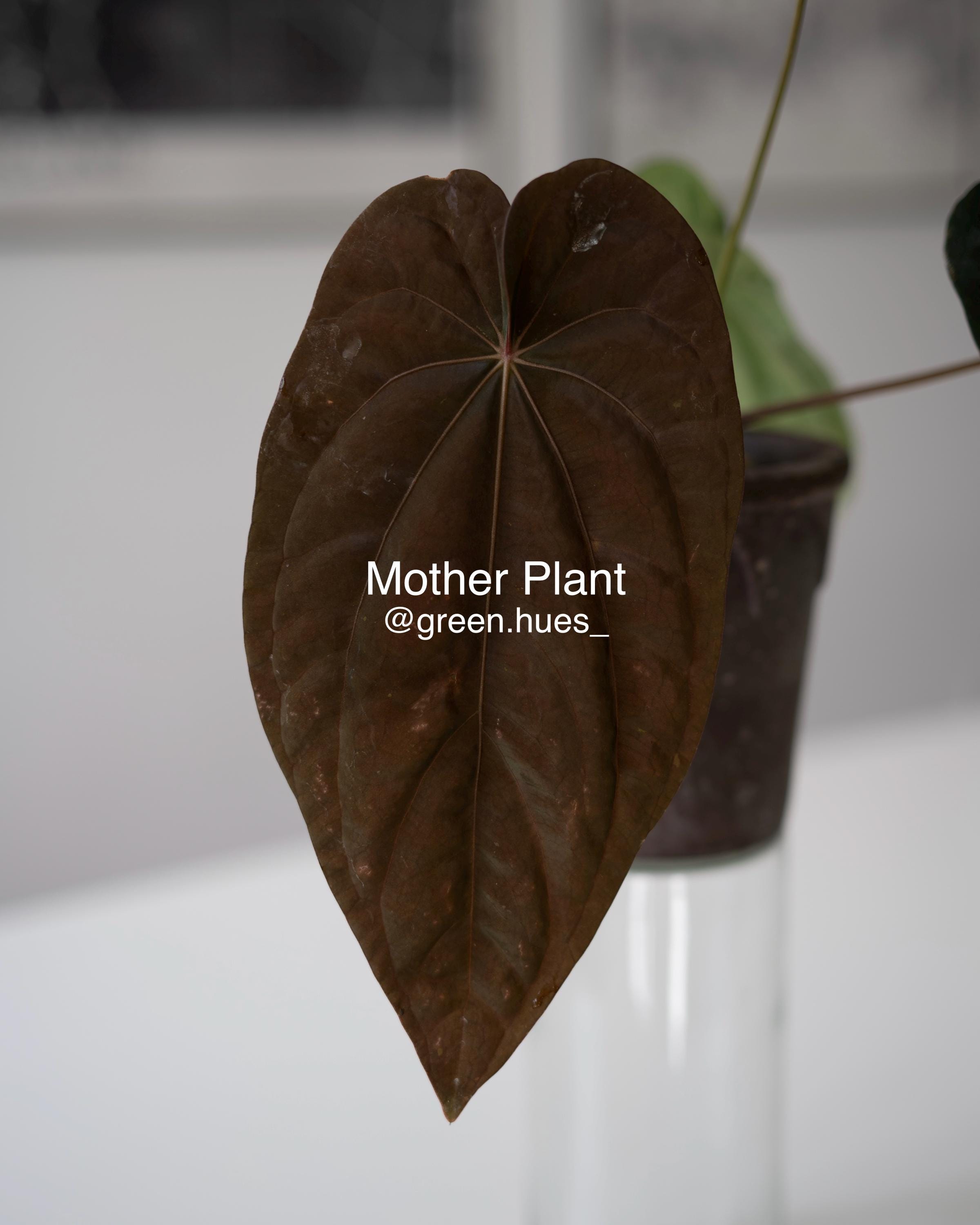 Tezula Anthurium Red Crystallinum X NSE Anthurium Dressleri