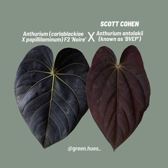 N*様 Anthurium.Antolakii × carlablackiae Anthurium Carlablackiae x Antolakii – TanAsianWithPlants