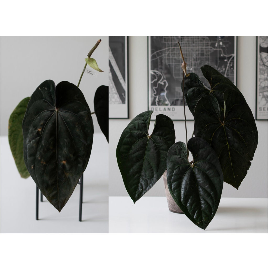 NSE Anthurium Dressleri X (tezula Anthurium Ace of Spades NSE Anthurium Dressleri X (tezula Anthurium Ace of Spades