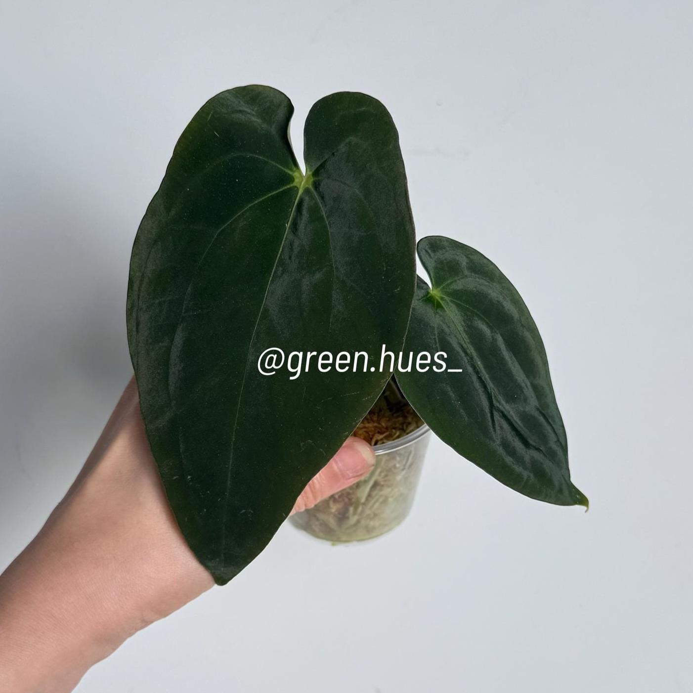 Anthurium Forgetii Dark Form X Scott Cohen Anthurium Antolakii