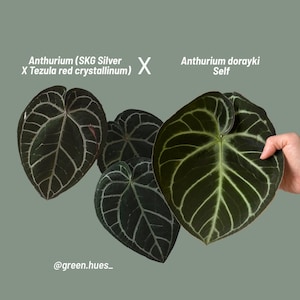Anthurium (SKG Silver X Red Crystallinum) X Anthurium Dorayaki Self Seedlings (3&#39;&#39; Pot Size)