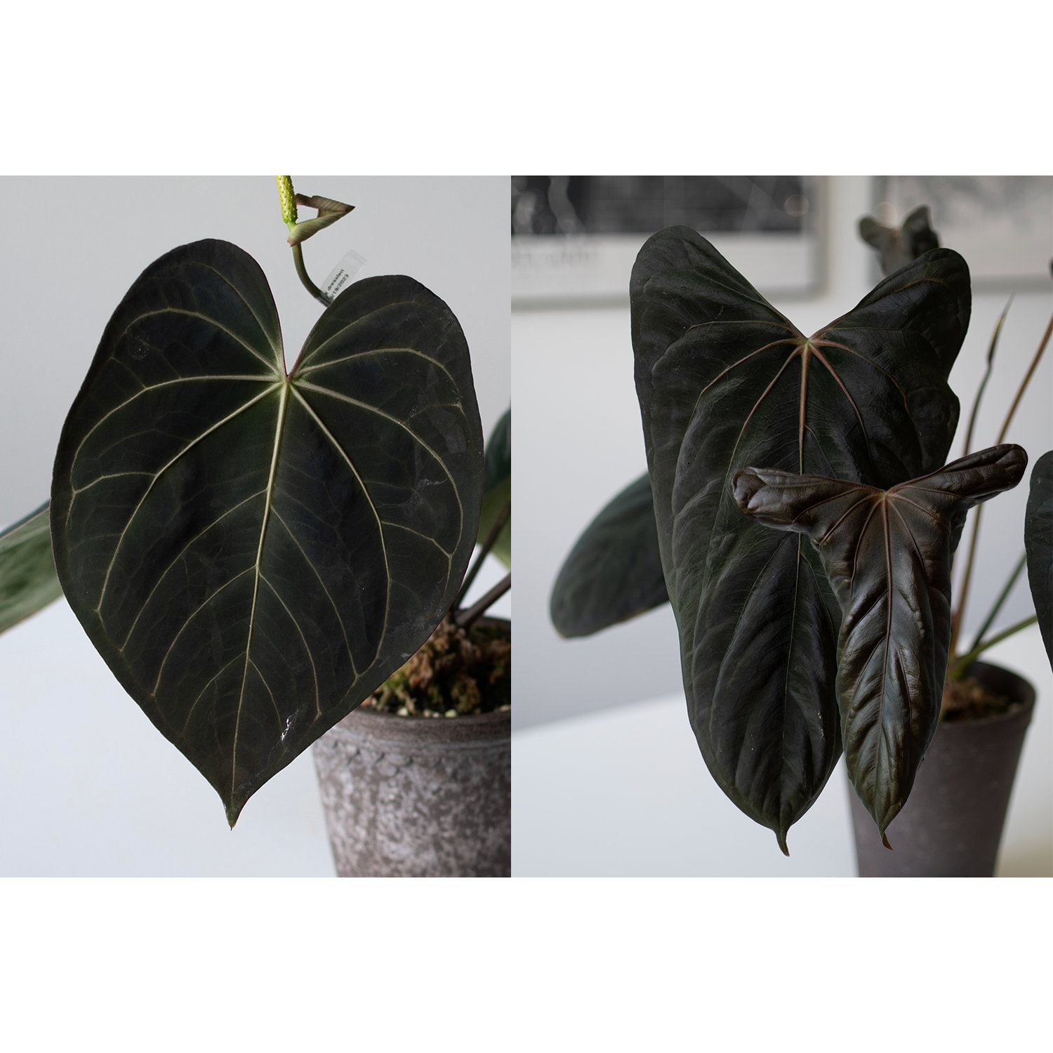 その他観葉植物 Anthurium calablackiae Anthurium (Carlablackiae X Papillilaminum F2 'Noire') X