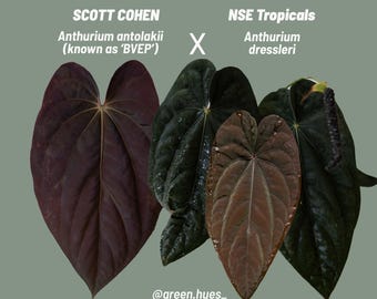 Scott Cohen Anthurium Antolakii (known as BVEP) X NSE Anthurium Dressleri Seedlings (3&#39;&#39; Pot Size - BVEPDRESS12)
