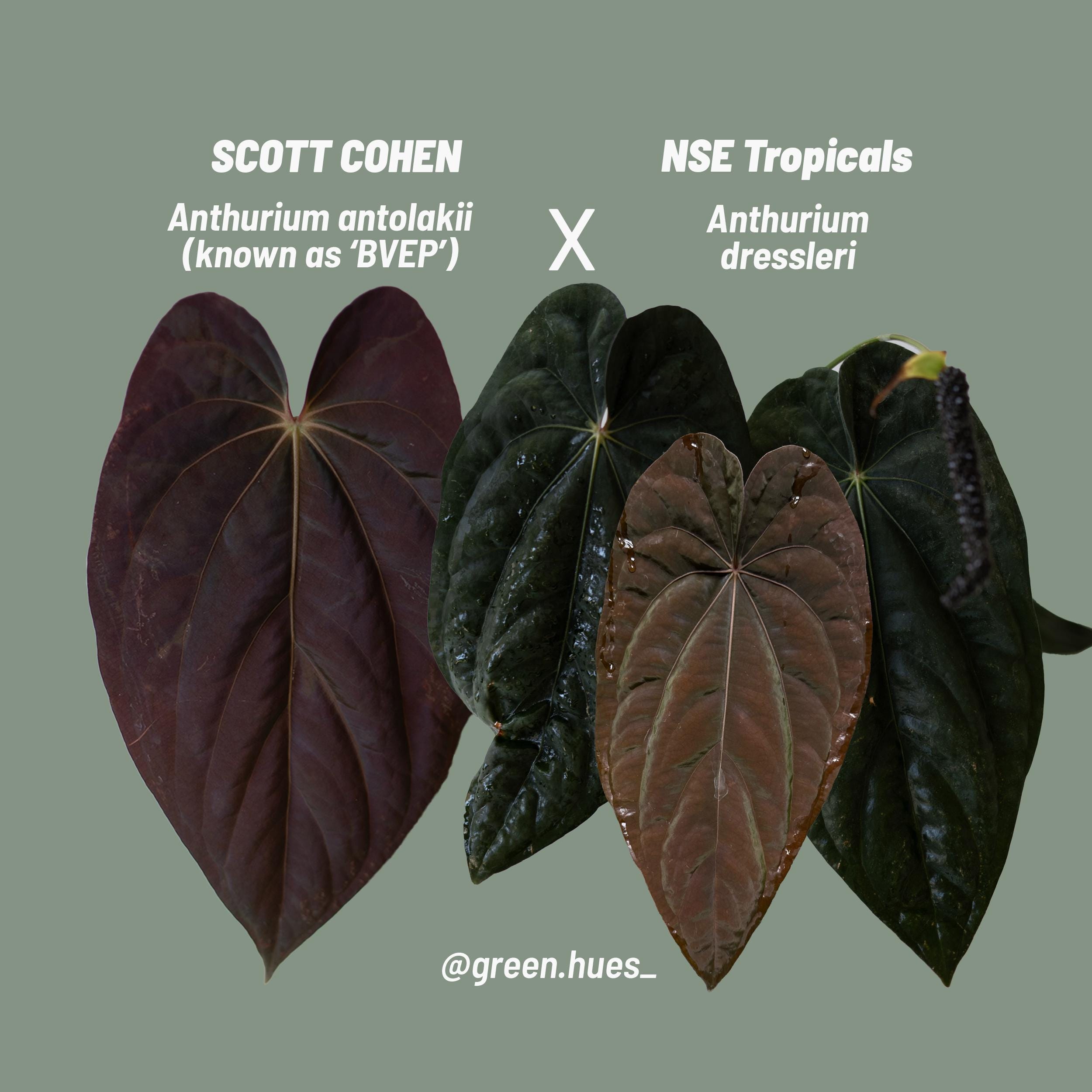 anthurium antolakii × self scott cohen Scott Cohen Anthurium Antolakii (known as BVEP) X NSE Anthurium