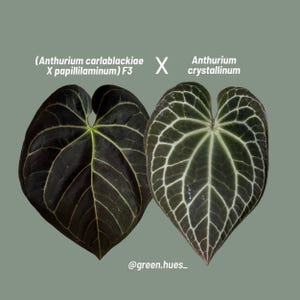 Anthurium (Carlablackiae X Anthurium Papillilaminum) F3 X Anthurium Crystallinum ONE-LEAF Seedlings