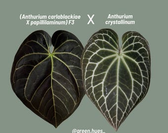 Anthurium (Carlablackiae X Anthurium Papillilaminum) F3 X Anthurium Crystallinum ONE-LEAF Seedlings