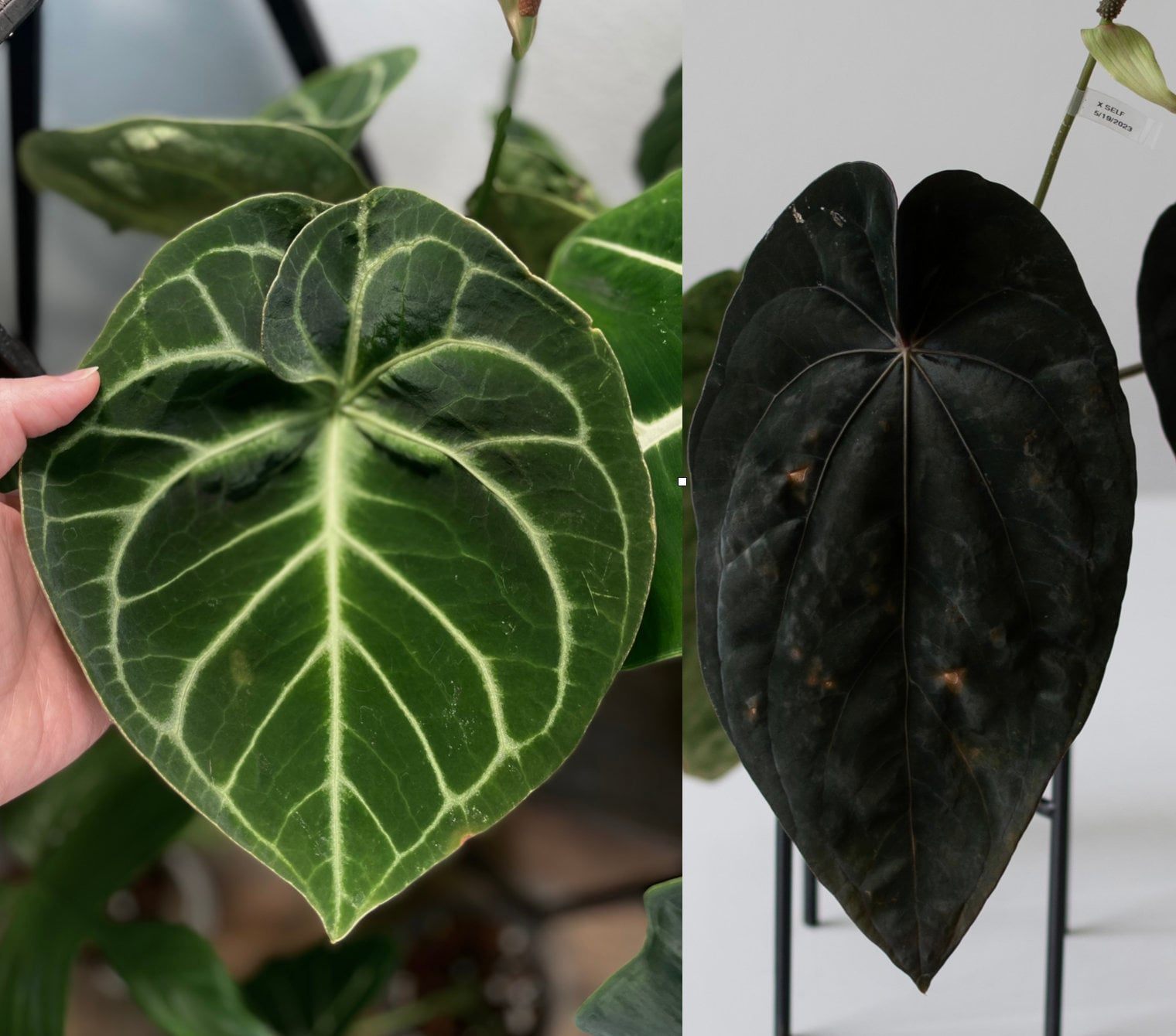 Anthurium Dorayaki X NSE Anthurium Dressleri Hybrid 2'' Seedlings