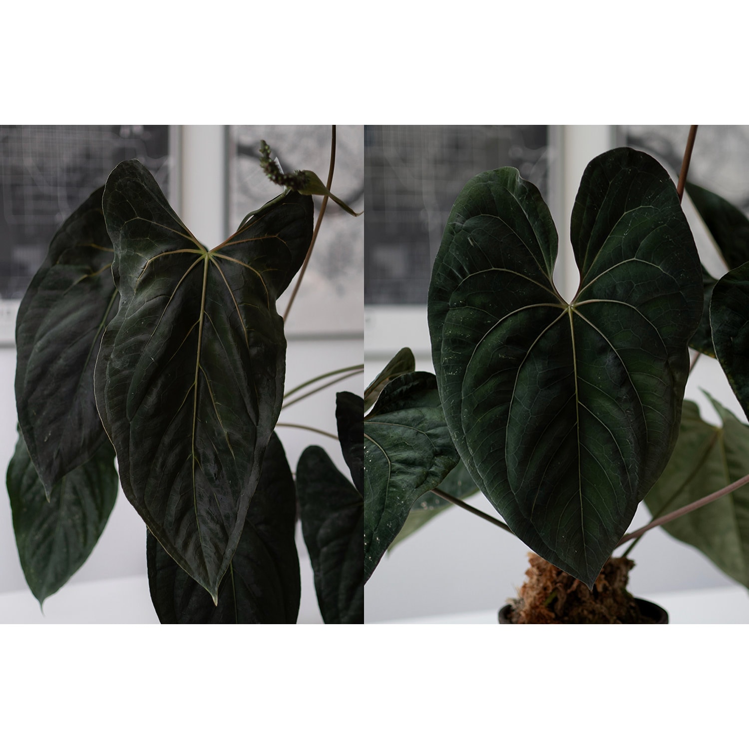 パ*ン様 アンスリウム papi Fort Sherman x Ralph Ly 🌱Anthurium