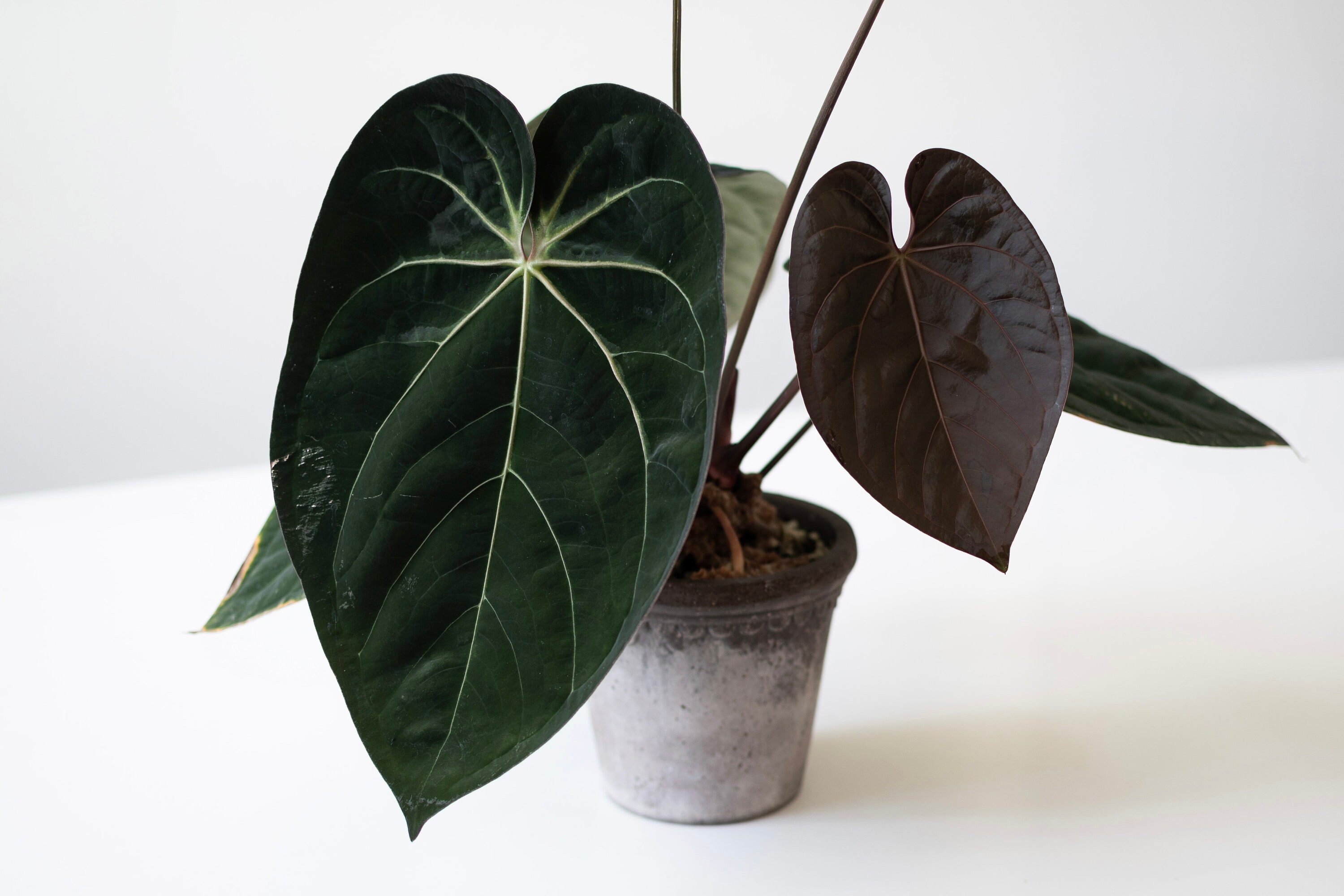 A. forgetii Aus var. × A. carlablackiae② Anthurium Forgetii X Anthurium (carlablackiae X Papillilaminum F2