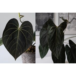 Anthurium (carlablackiae X Papillilaminum F2 'noire') X (jay