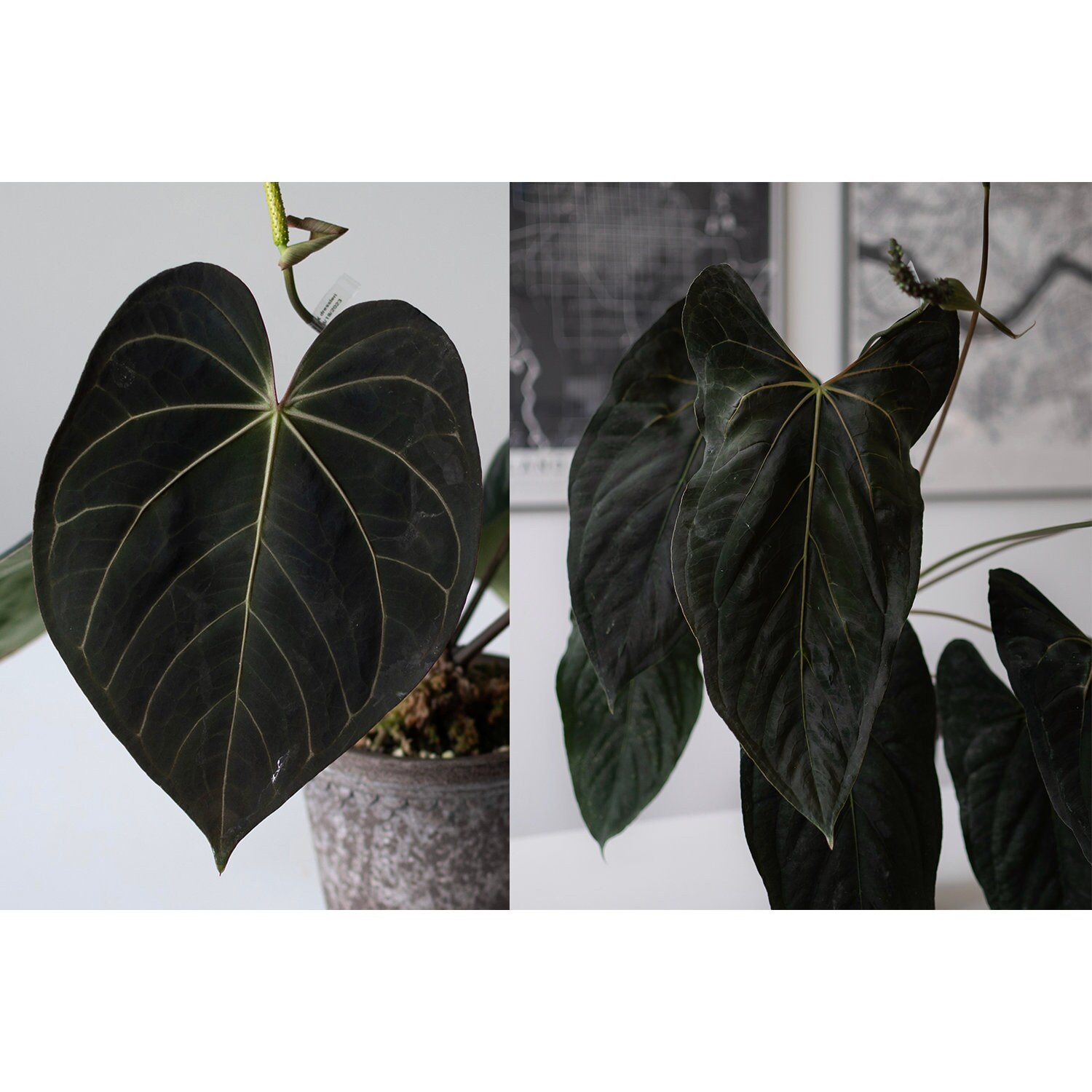 や*こ様 Carlablackiae× (Aos x Carlablackiae Anthurium Carlablackiae x ace of spades – Scott Cohen Plants