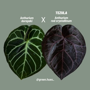Anthurium Dorayaki × Red crystallinum Anthurium red crystallinum NSE X dorayaki – Aroid Market