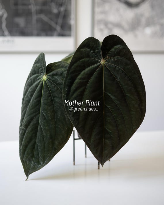 Anthurium (carlablackiae X Papillilaminum) F2 'noire' X
