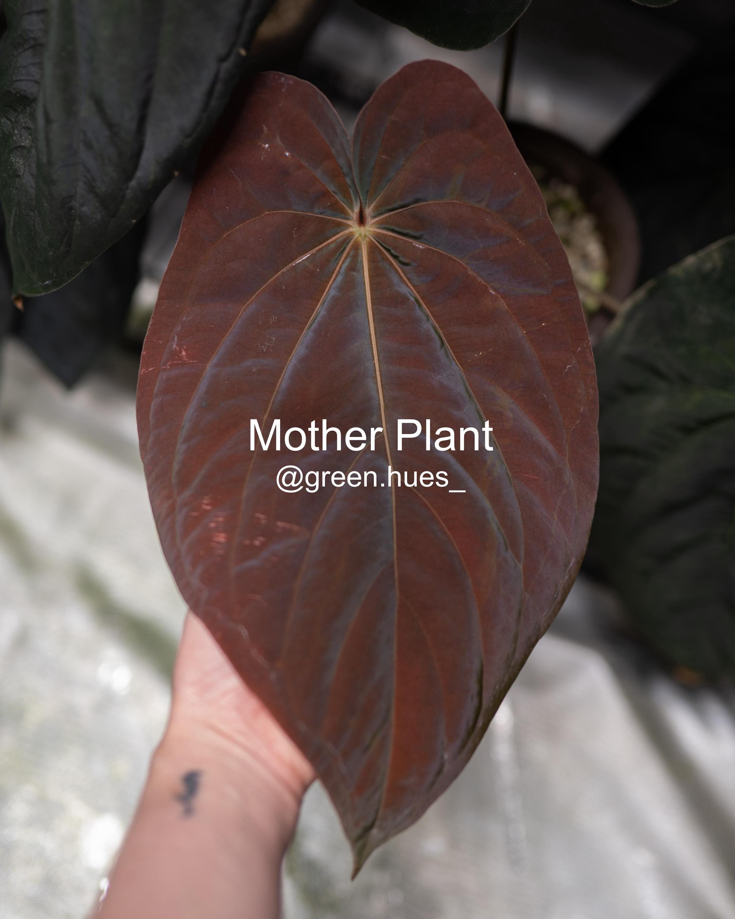 Anthurium (carlablackiae X Papillilaminum) F2 'noire' X