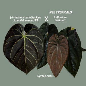 Anthurium (Carlablackiae X Anthurium Papillilaminum) F3 X NSE Anthurium Dressleri Seedlings (3&#39;&#39; Pot Size)