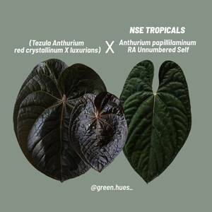 Anthurium (tezula Red Crystallinum X Luxurians) X NSE Anthurium