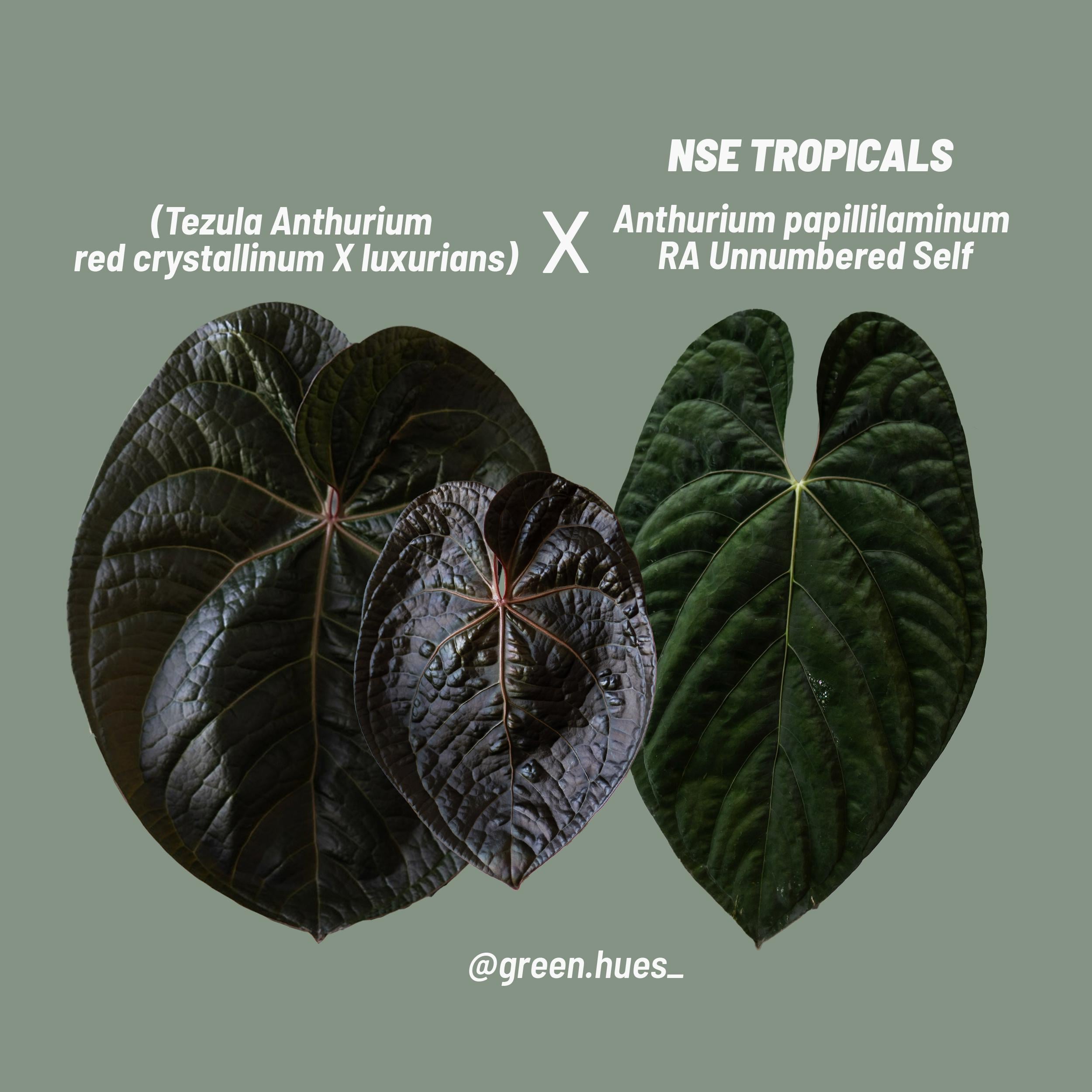 Anthurium (tezula Red Crystallinum X Luxurians) X NSE