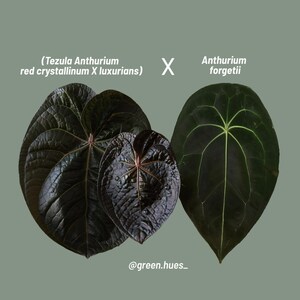 A.クリスタリナム(Red) Tezula x Ace of Spades df A.クリスタリナム