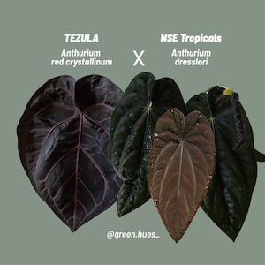 Tezula Anthurium Red Crystallinum X NSE Anthurium Dressleri Seedlings (3&#39;&#39; Pot Size)