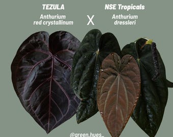 Tezula Anthurium Red Crystallinum X NSE Anthurium Dressleri Seedlings (3&#39;&#39; Pot Size)