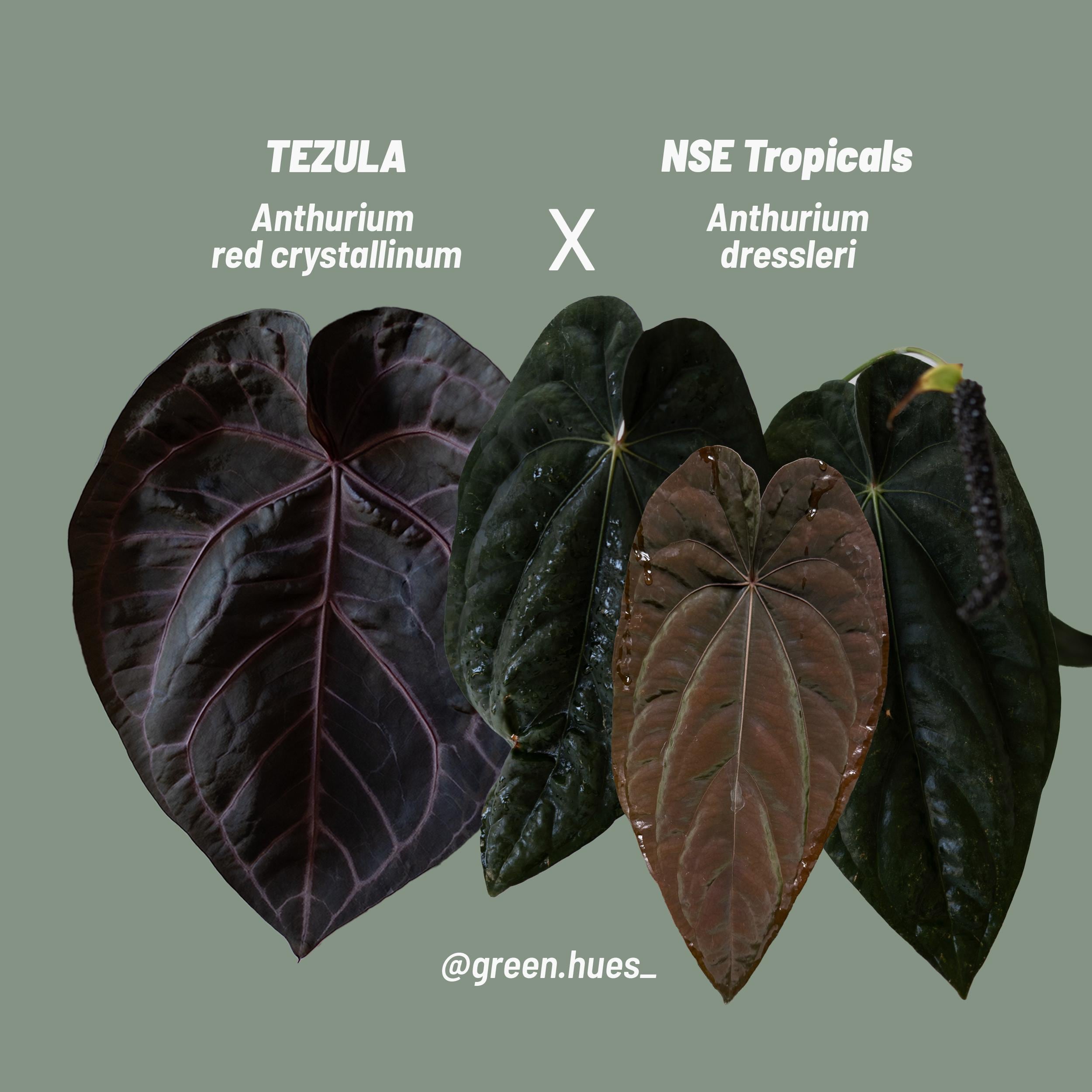 Tezula Anthurium Red Crystallinum X NSE Anthurium Dressleri