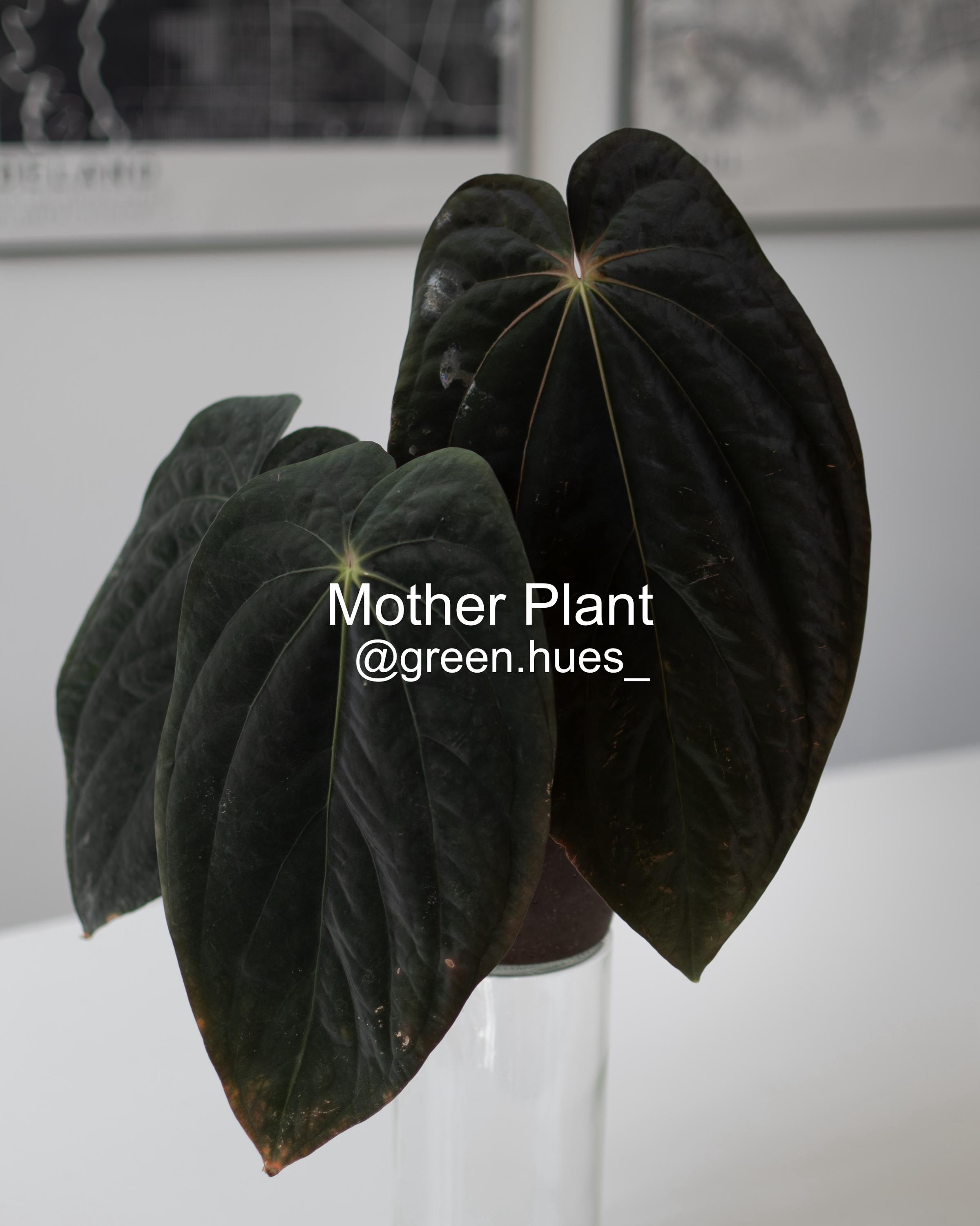 N*様 Anthurium.Antolakii × carlablackiae Anthurium antolakii x carlablackiae. Release Friday 2/16 at