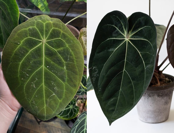 Anthurium Forgetii X Anthurium (carlablackiae X Papillilaminum F2