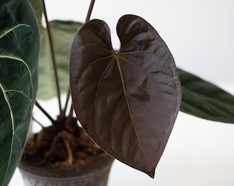Anthurium Forgetii X Anthurium (carlablackiae X Papillilaminum F2