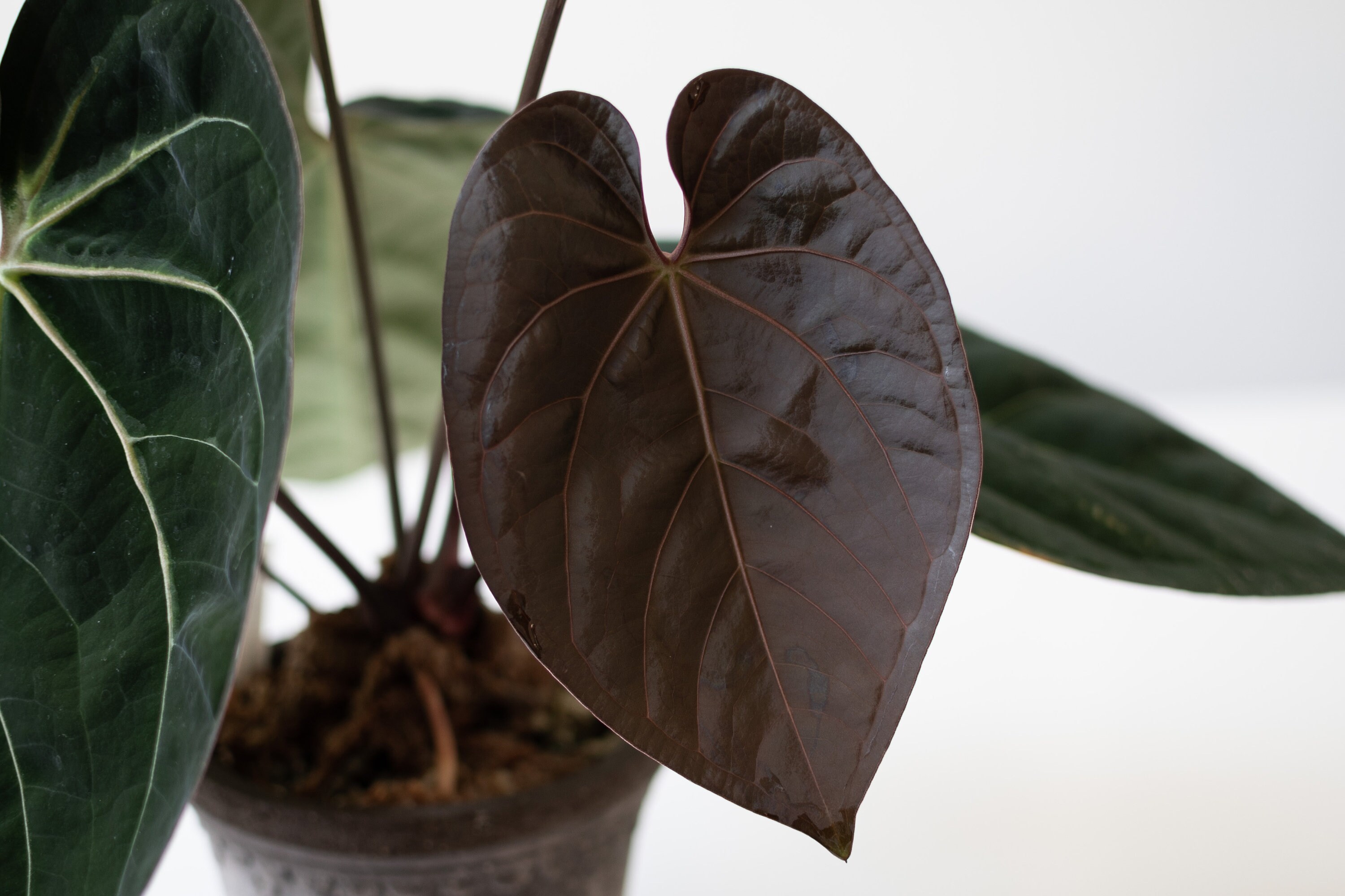 Anthurium Forgetii X Anthurium (carlablackiae X Papillilaminum F2