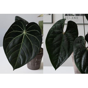 Anthurium (carlablackiae X Anthurium Papillilaminum F2) X