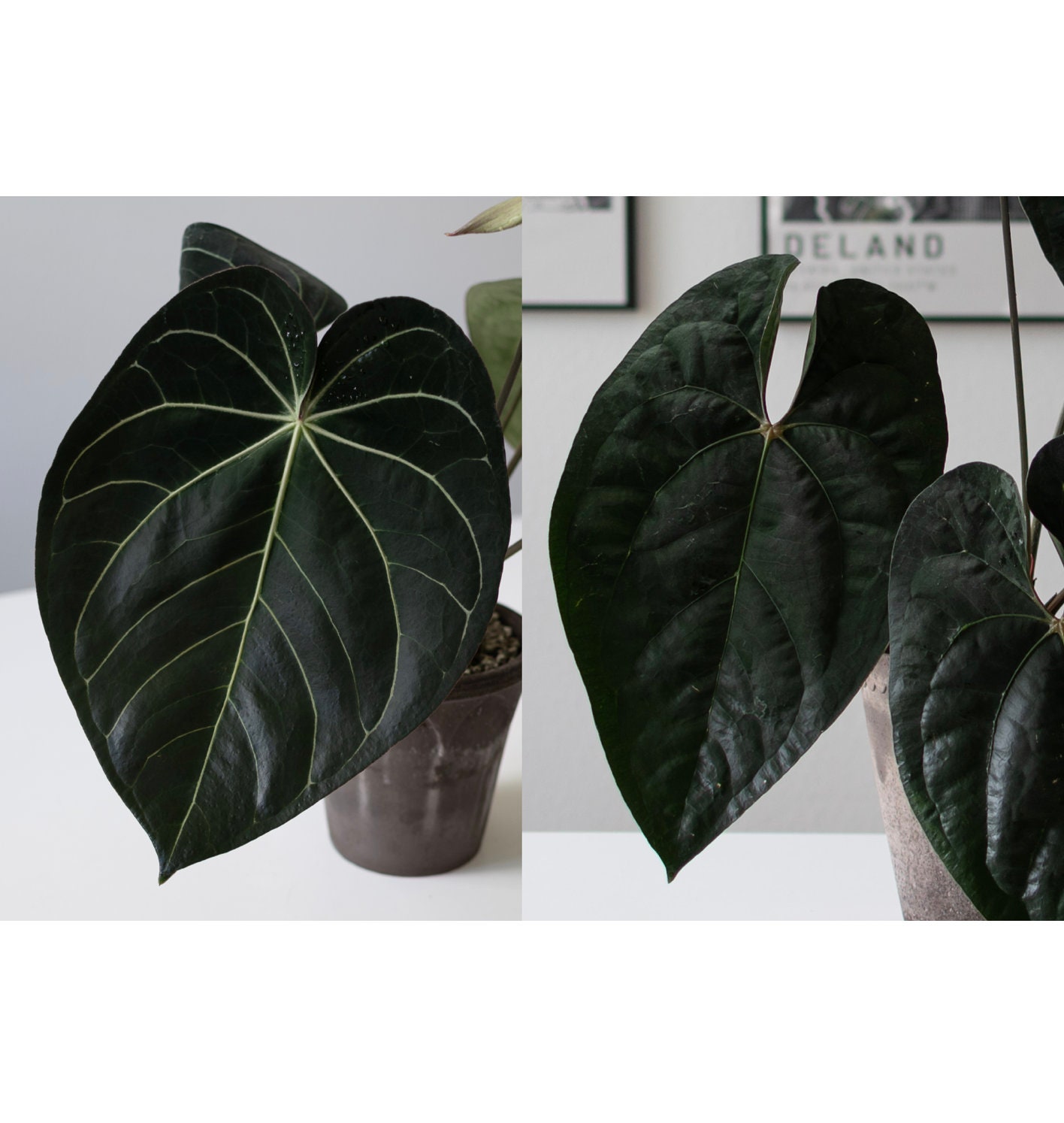 Anthurium (Carlablackiae X Anthurium Papillilaminum F2) X Anthurium (Carlablackiae X Anthurium Papillilaminum F2) X