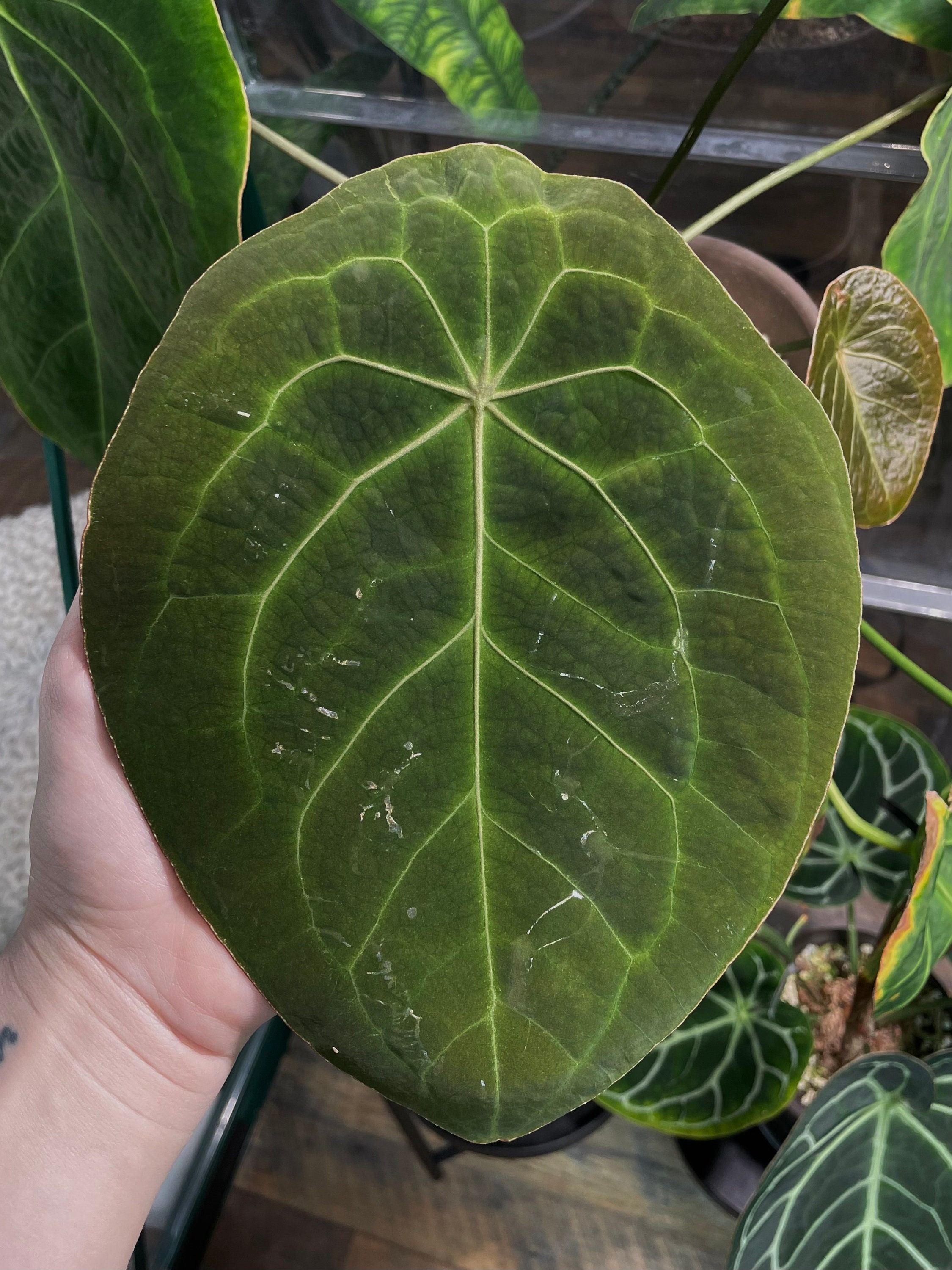 Anthurium Forgetii X Anthurium (carlablackiae X Papillilaminum F2