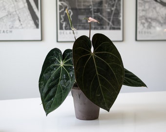 Anthurium Forgetii X Anthurium (carlablackiae X Papillilaminum F2