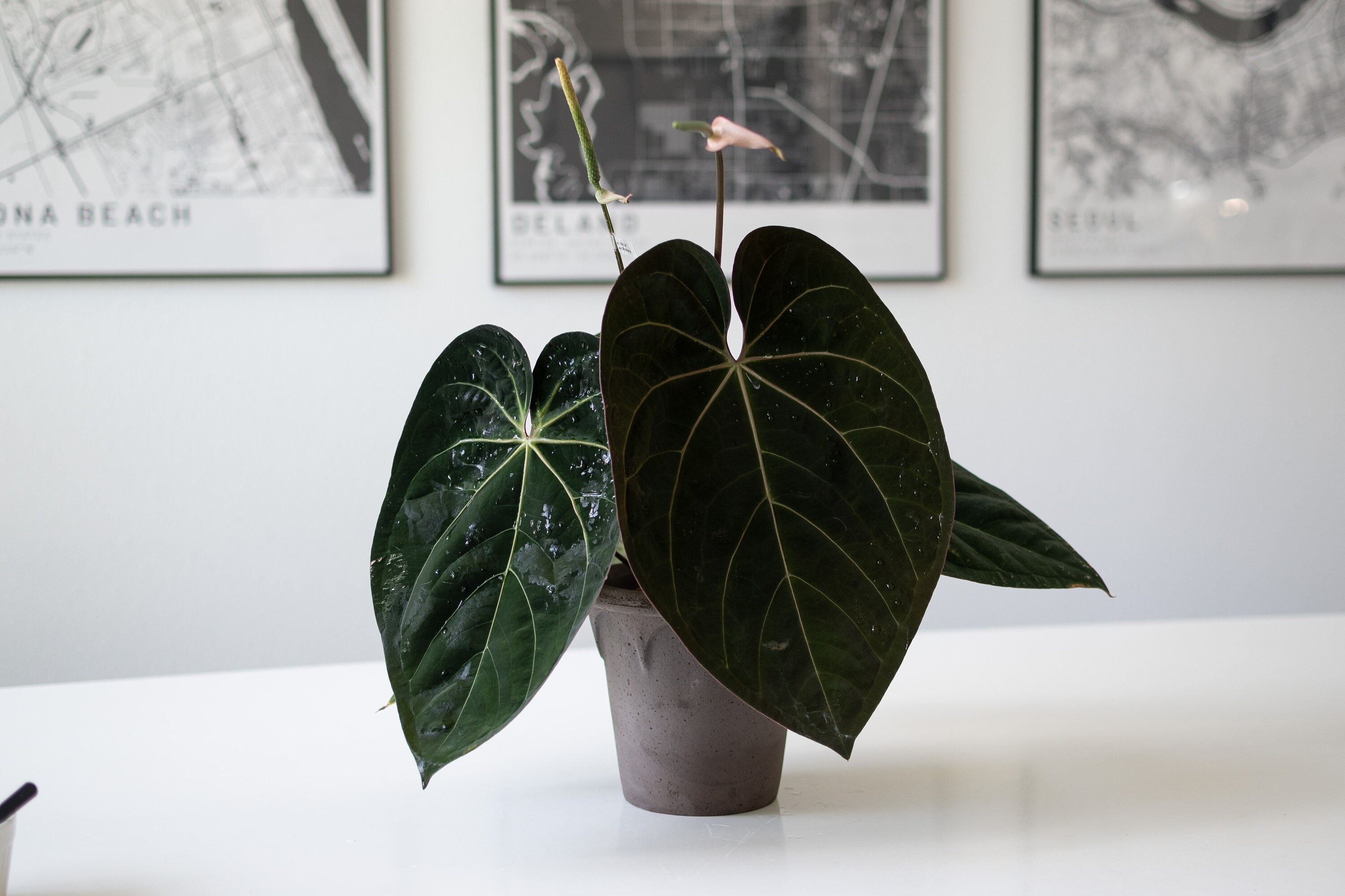 Anthurium Forgetii X Anthurium (carlablackiae X Papillilaminum F2