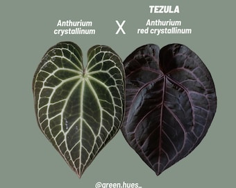 Anthurium Crystallinum X Tezula Anthurium Red Crystallinum Seedlings (3&#39;&#39; Pot Size - CRYRC9)