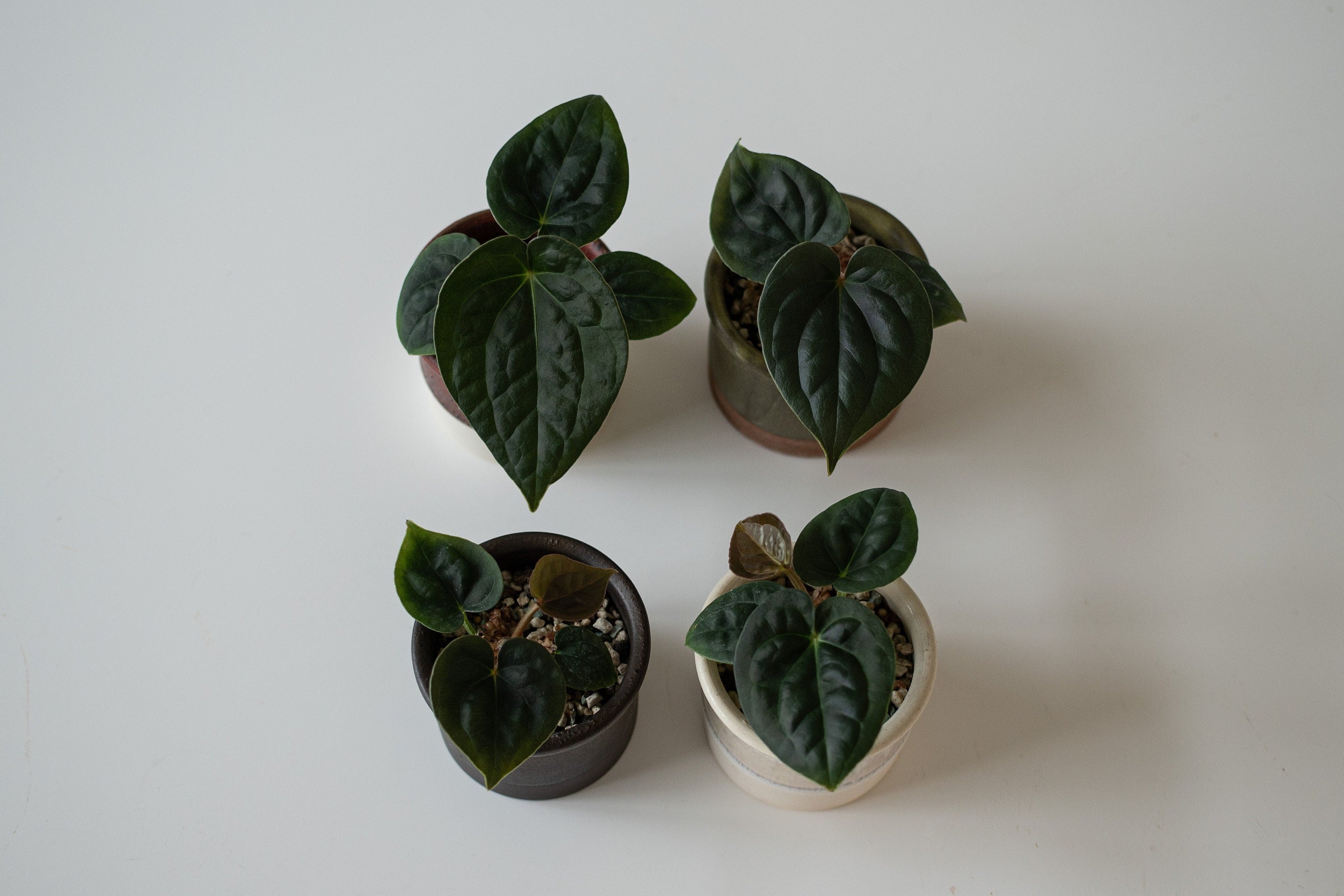 Anthurium Dorayaki X Luxurians Hybrid Seedlings - Etsy