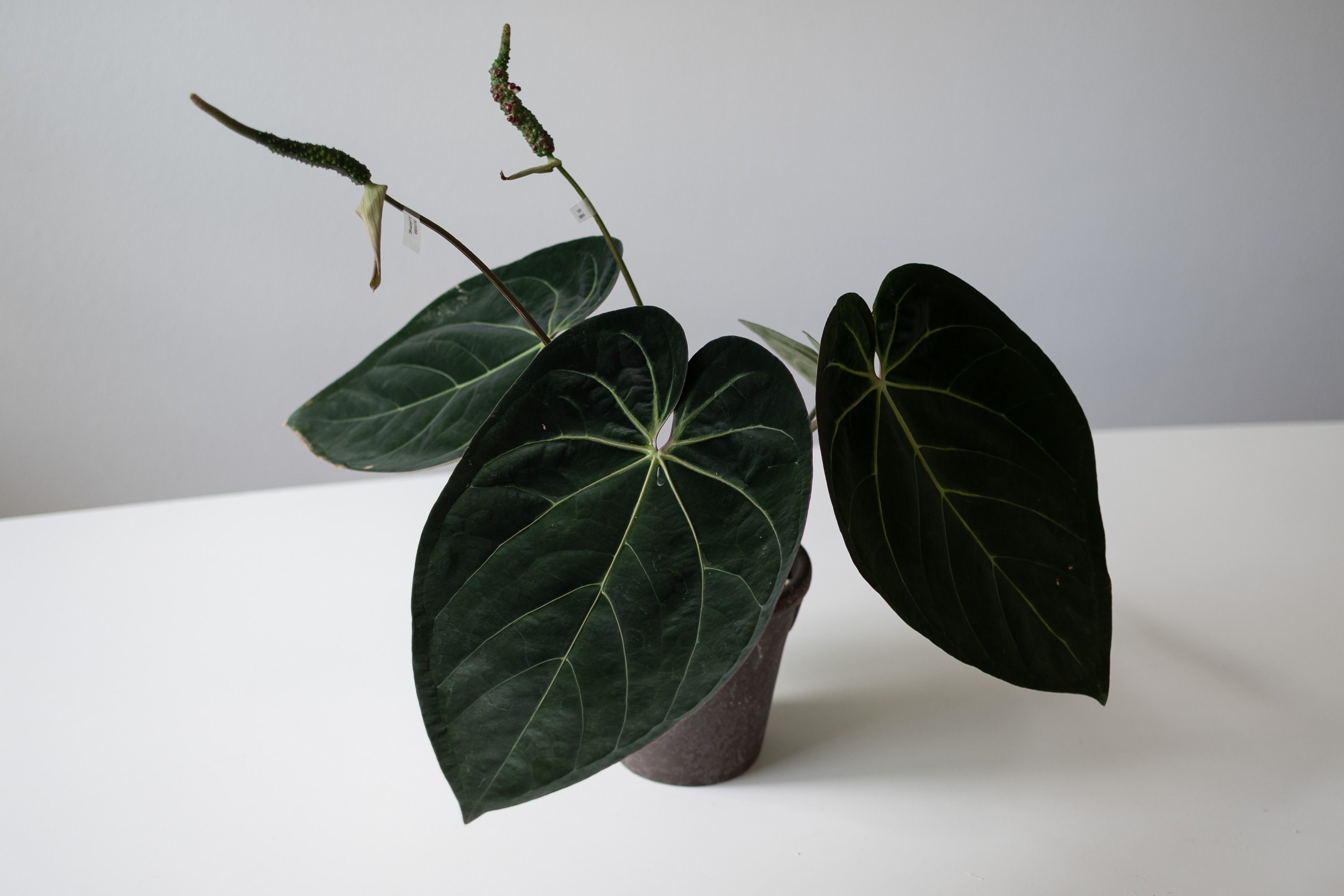 Anthurium Forgetii X Anthurium (carlablackiae X Papillilaminum F2