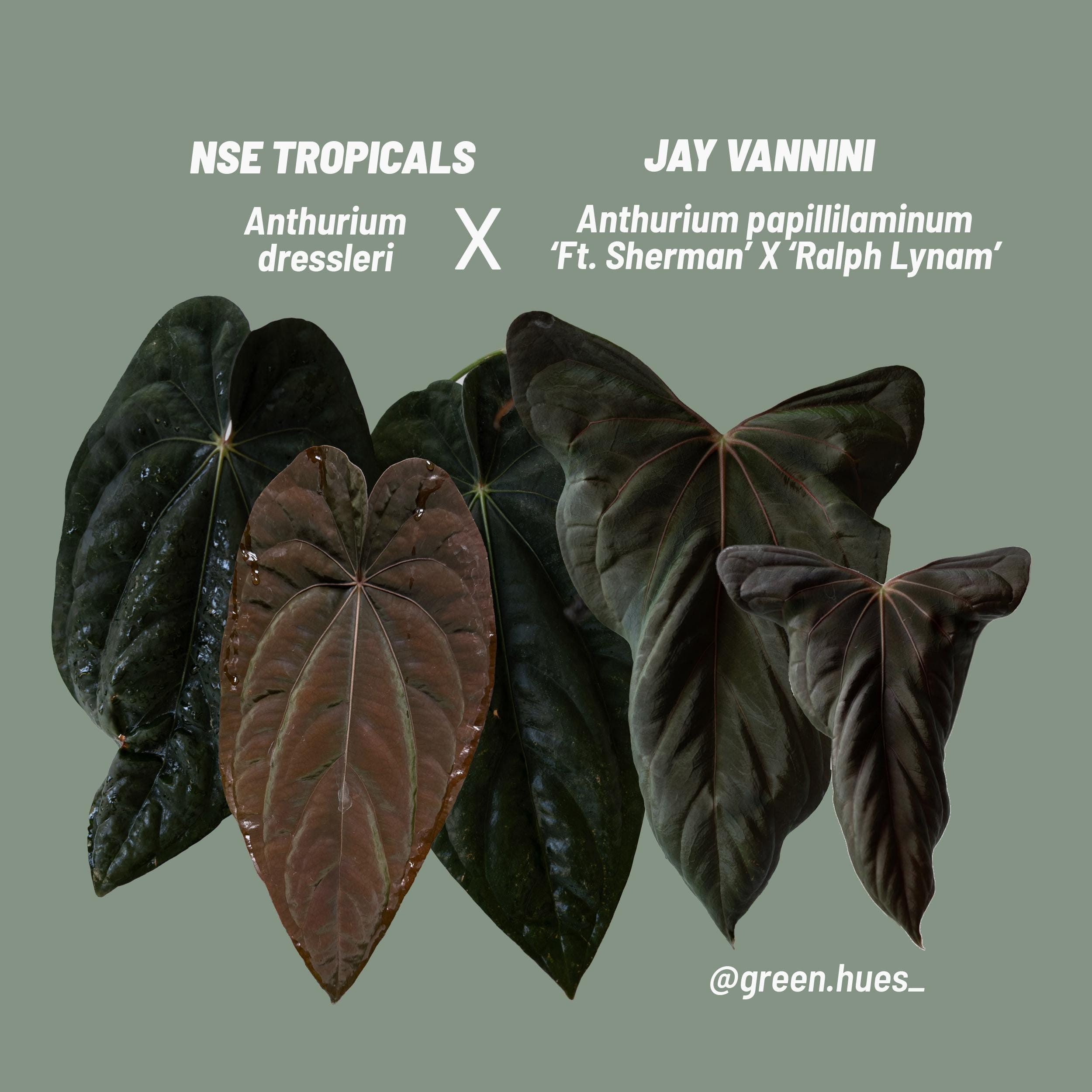 パ*ン様 A.（Red Crystallinum x Dressleri）x s Anthurium Dressleri x Red Crystallinum – HappiestPlants