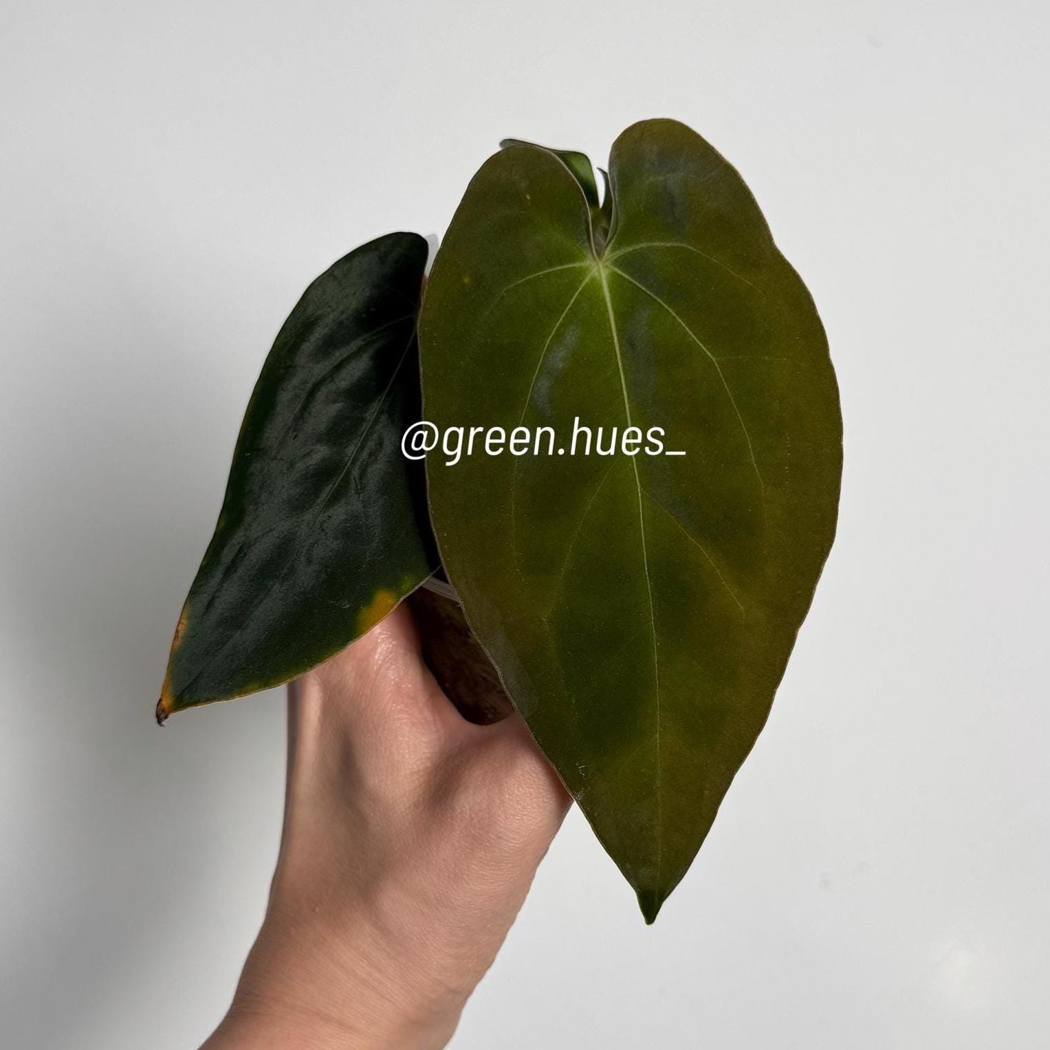 Anthurium Forgetii Dark Form X Scott Cohen Anthurium Antolakii
