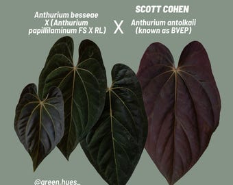 Anthurium (Besseae X (Papillilaminum &#39;Fort Sherman&#39; X &#39;Ralph Lynam)) X Scott Cohen Anthurium Antolakii Seedlings (3&#39;&#39; Pot Size - BFSRLBVEP4)