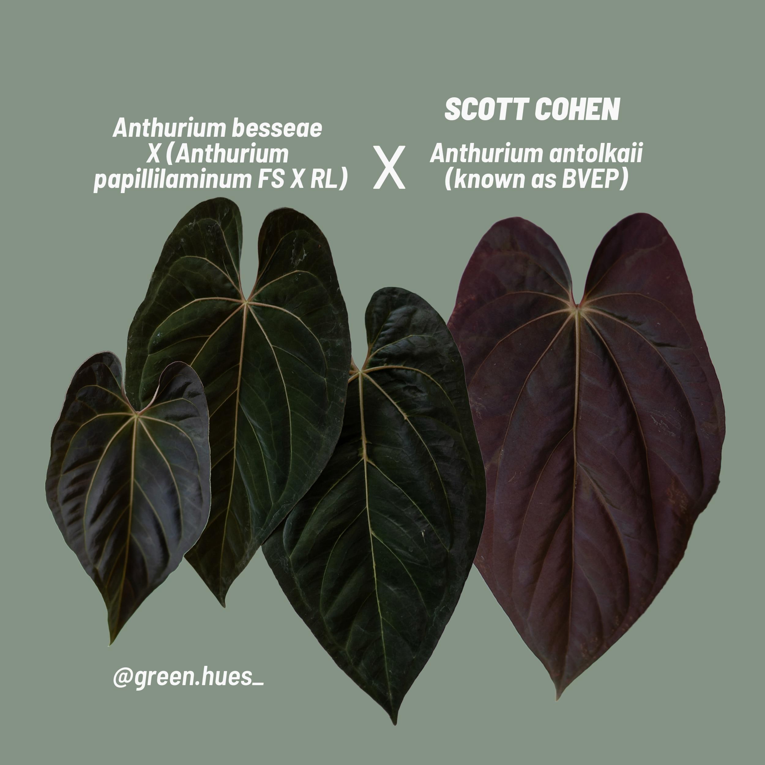 Anthurium (besseae X (papillilaminum 'fort Sherman' X 'ralph