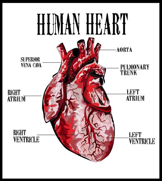 Anatomische Herz Vektor Menschliches Herz Vektor Grafik Etsy